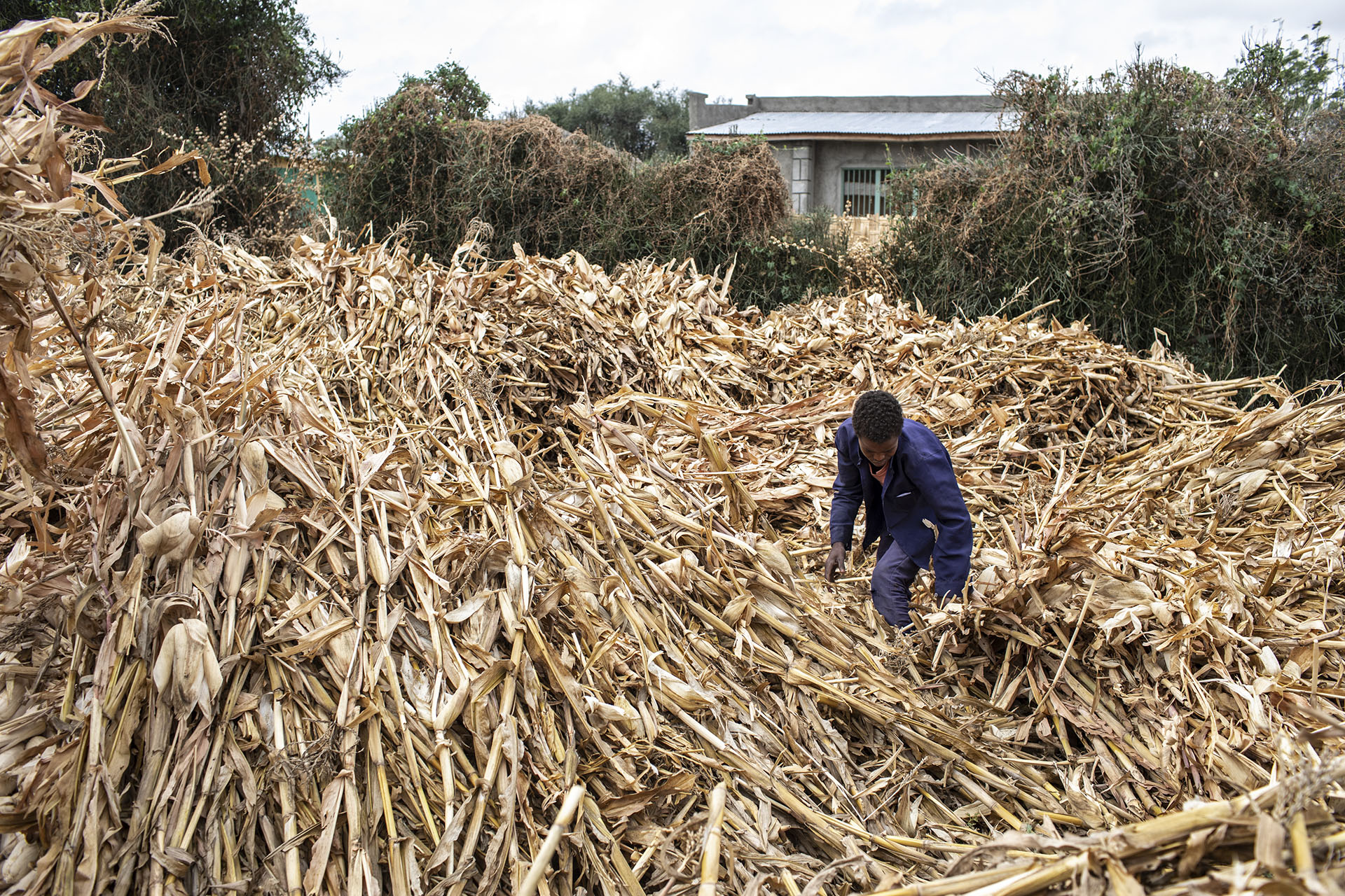 Farmer Covering His Maize Harvest After Agricultural Training. Photo By Will Baxter CRS