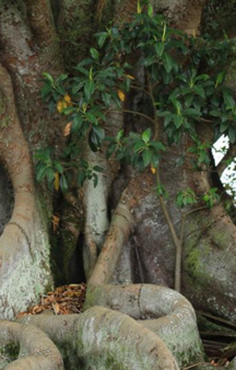 Stolen Generations Thumbnail.png
