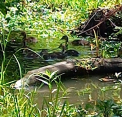Kierans Creek