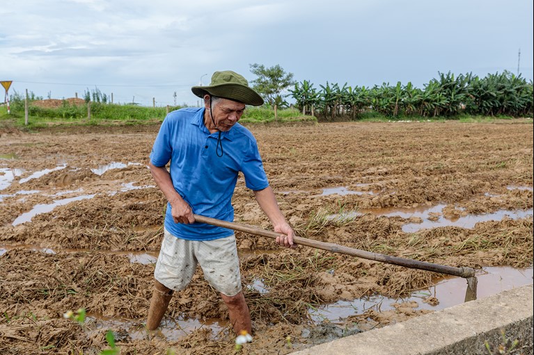Thu works in his rice fields near his home in Quang Tri province, Vietnam. Photo: Phan Tan Lam/Caritas Australia