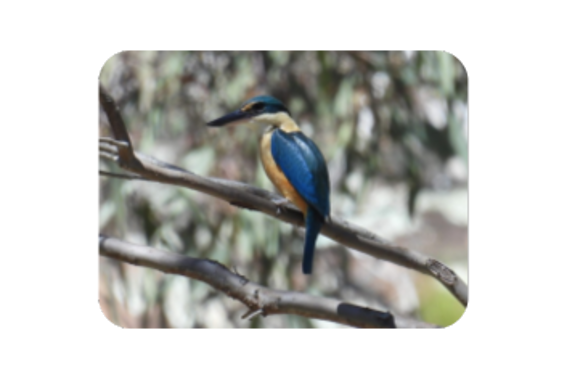 Bathurst Diocese Season of Creation