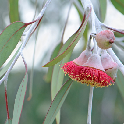 blossom image.png
