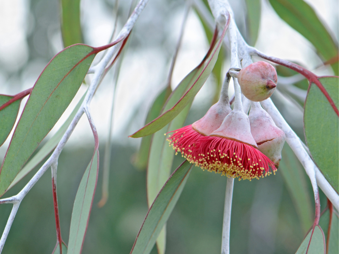 blossom image.png