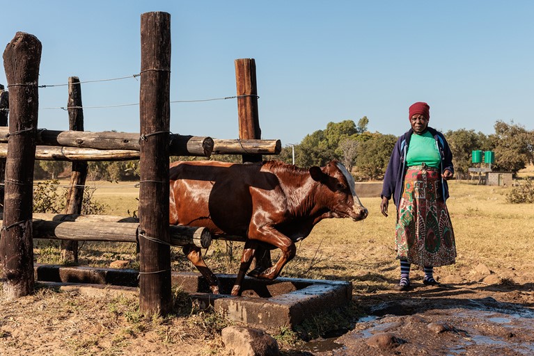 Priscilla watches her cattle enter the dip tank near her home in Hwange district, north western Zimbabwe. Photo: Richard Wainwright/Caritas Australia