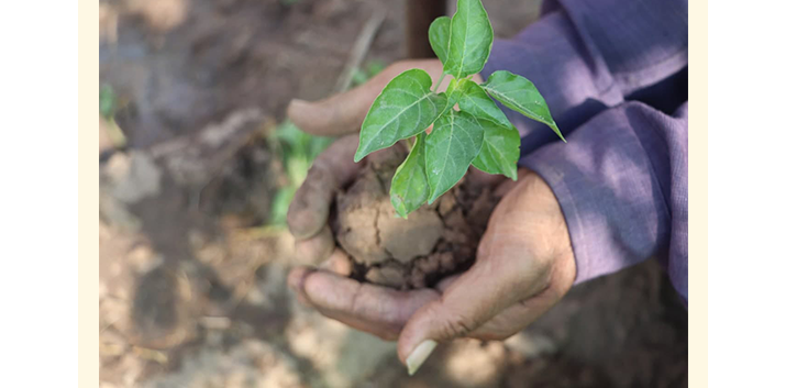 Lat Holding Sapling