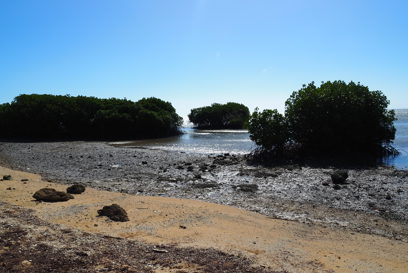 Coast of Tonga