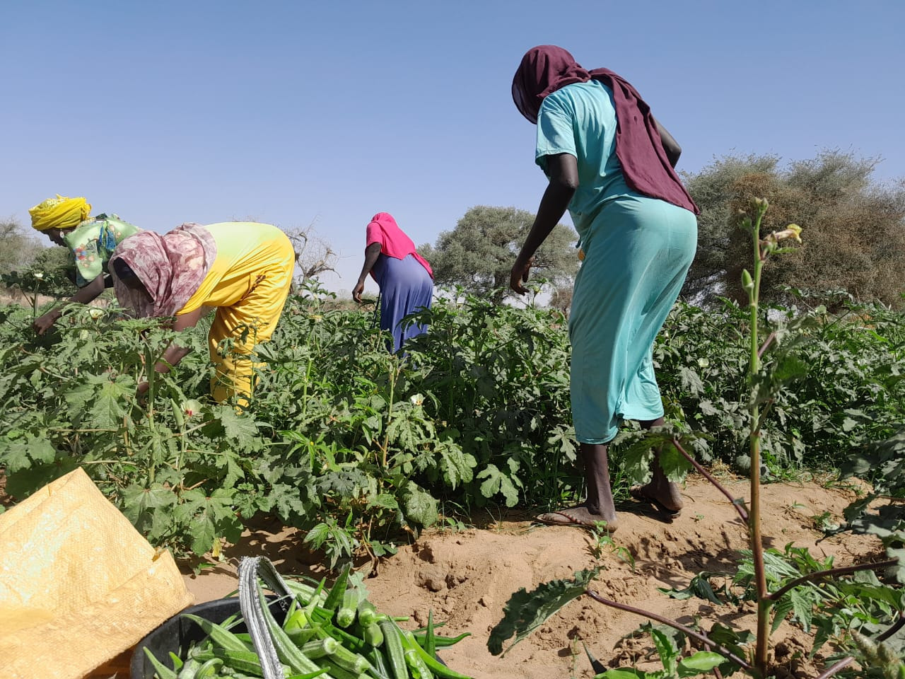 Sudanese Women Working As Farmers In Neighbouring Chad Photo Credit Caritas Mongo