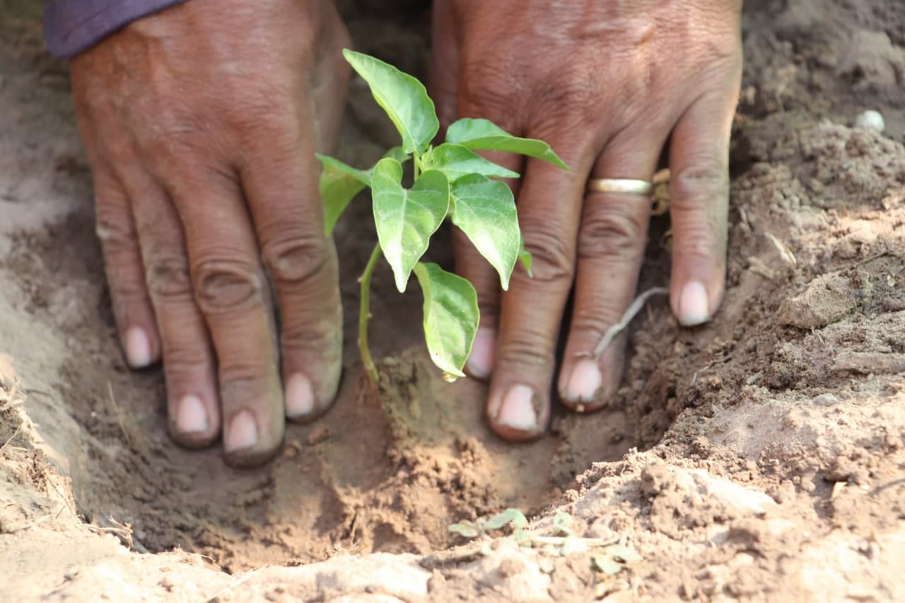 A New Sapling In Lat's Farm In Cambodia
