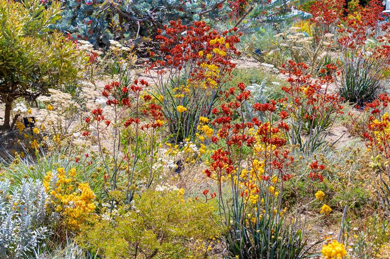 Colourful Blooming Flowers In Perth Botanical Garden With Its Collection Of Western Australia