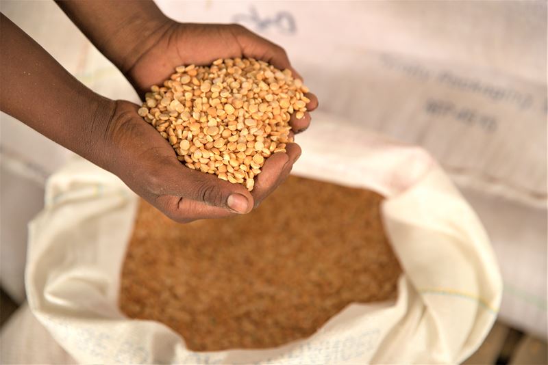 Legumes From Emergency Food Distribution In Ethiopia. Photo CRS