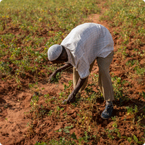 East Africa Food Crisis Abey Gedi 210X210