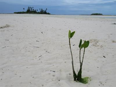 Img 3594