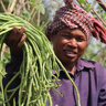 Lat On His Farm
