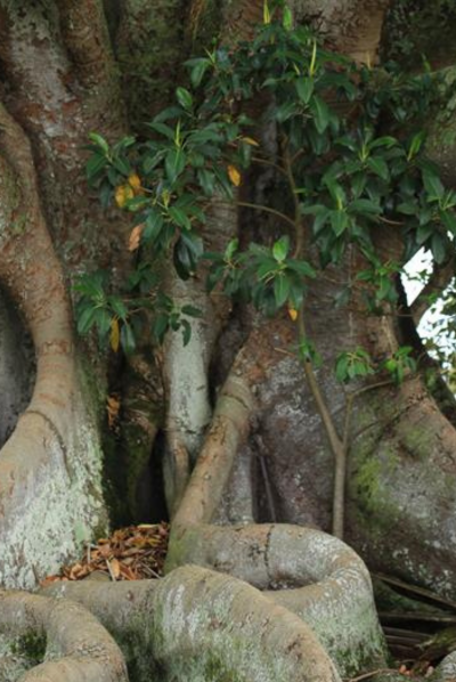 Stolen Generations Thumbnail.png