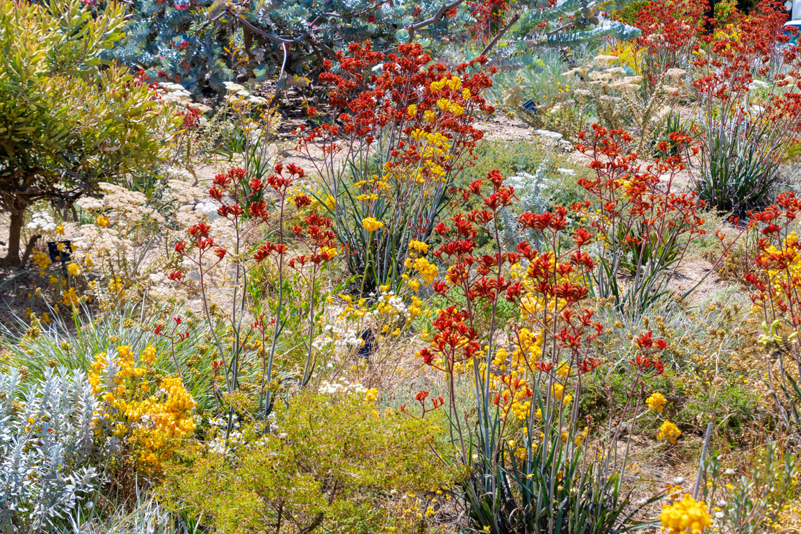 Colourful Blooming Flowers In Perth Botanical Garden With Its Collection Of Western Australia