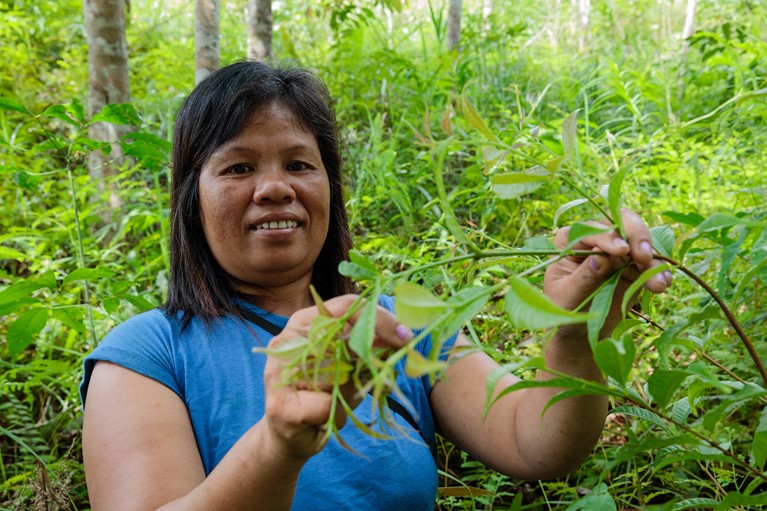 Tatik (38) in part of her communities preserved forest collecting belinjo leaves used for cooking soup in Tembak hamlet, Sintang District, Indonesia, 2018. Photo credit: Richard Wainwright/Caritas Australia.