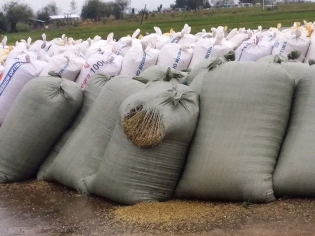 Rice Bags
