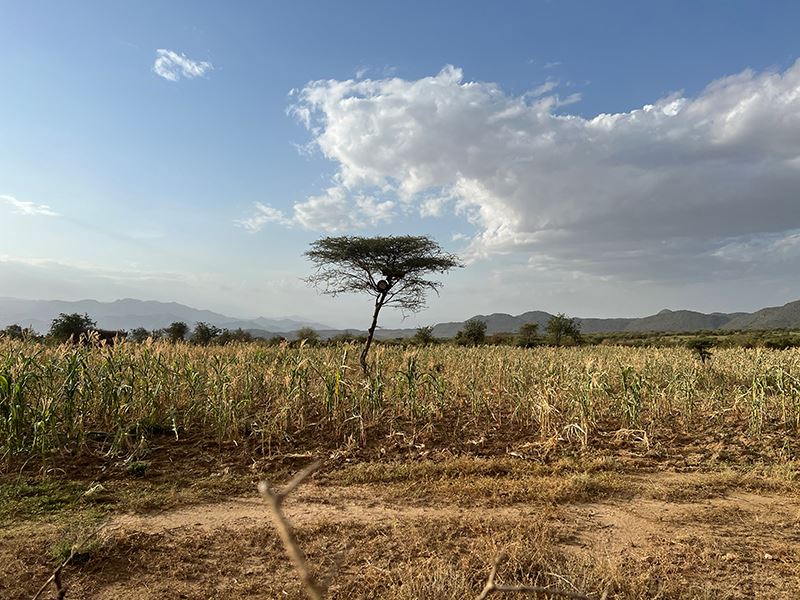 Drought Struck Lands Of Southern Ethiopia. Photo, Richard Landels, Caritas Australia
