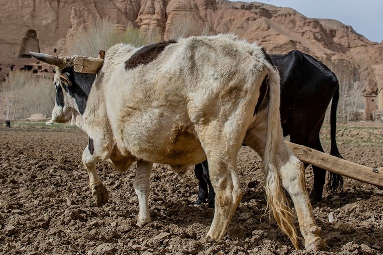 Livestock training in Afghanistan. Photo credit: CRS.