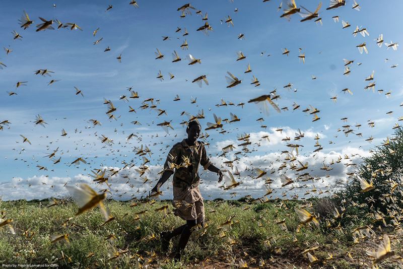 Locust plague in East Africa