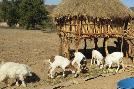 Farmers raising goats